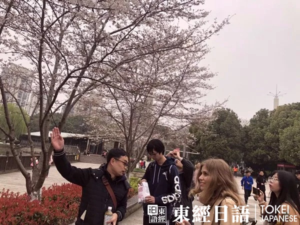 东经日语玉山公园赏樱活动-外教为学员讲解