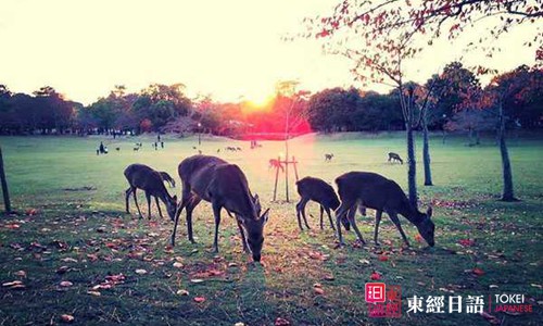 日本著名旅游景点：奈良公园